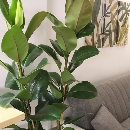 Bamboo Pastorelli Apartment *